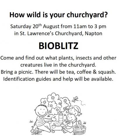 Survey of the wildlife in Napton churchyard on Saturday 20th August