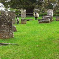 sheep in the churchyard